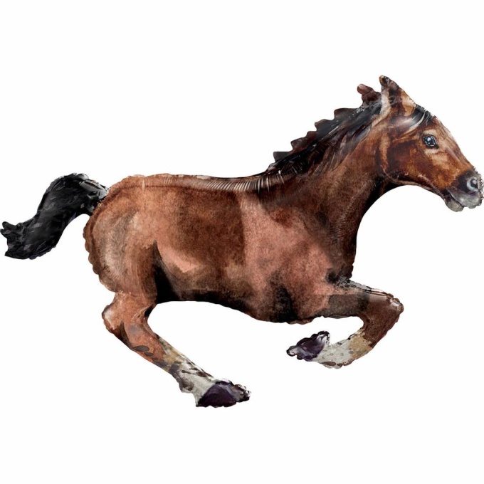balao cavalo castanho